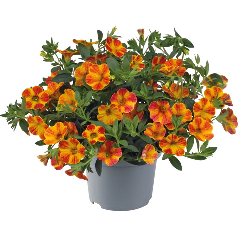 Calibrachoa - Cabaret Orange