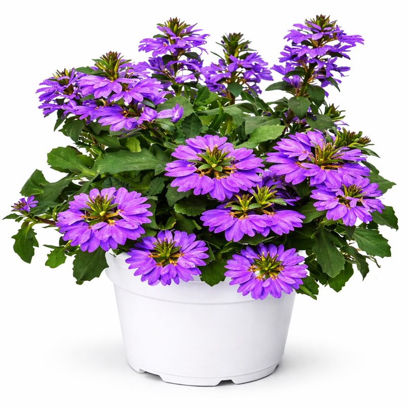 Scaveola - Fan Flower Scalora Fancy