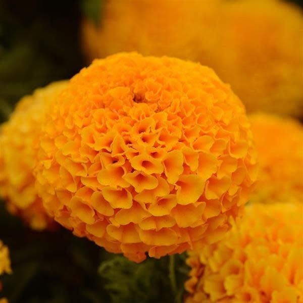 Marigold - African Taishan Orange (6 Pack Regular)