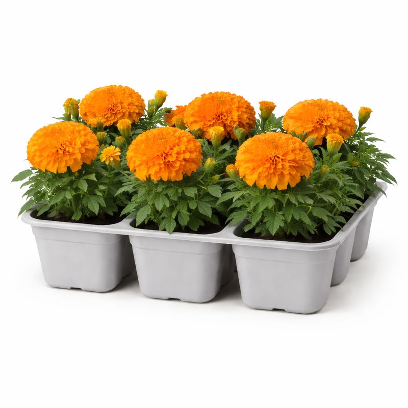 Marigold - African Taishan Orange (6 Pack Regular)