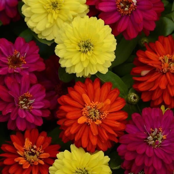 Zinnia - Zahara Double Brilliant Mix (6 Pack Regular)