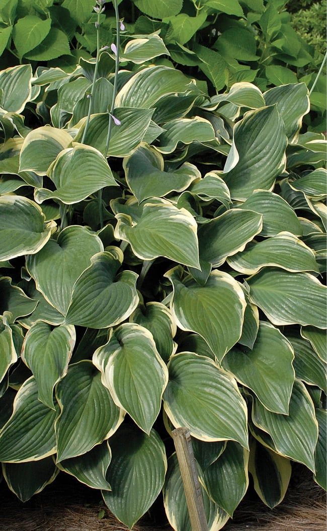 Hosta (Plantain Lily) - Regal Splendour