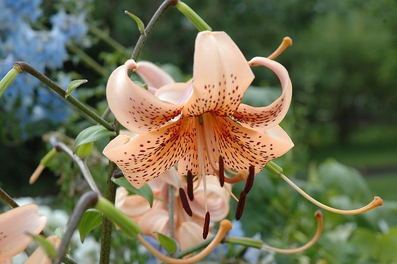 Lilium (Lily) Tiger - Tiger Babies