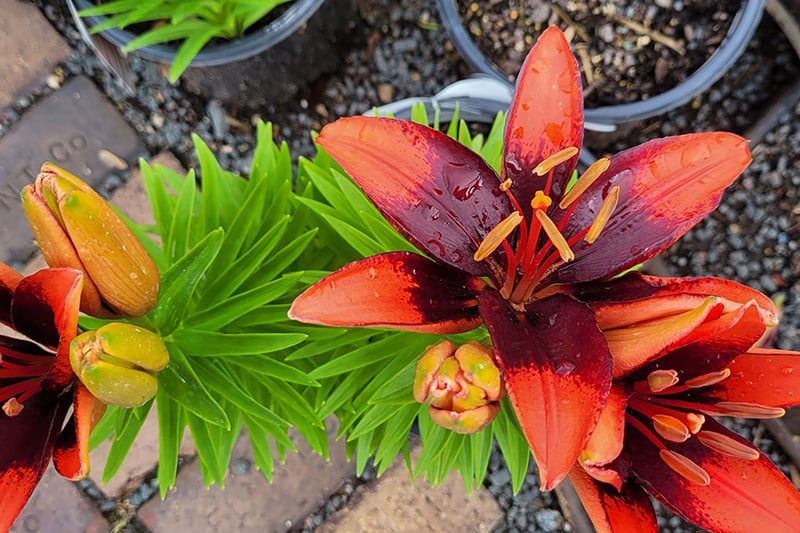 Lilium (Lily) Asiatic - Tiny Ink
