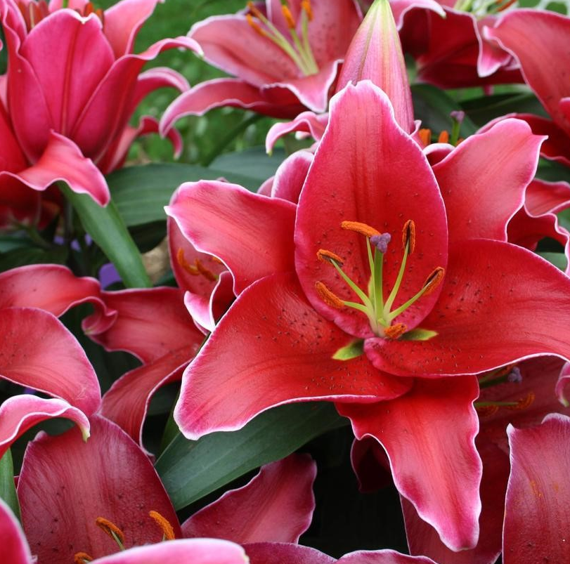 Lilium - Oriental Lily - Sunny Keys