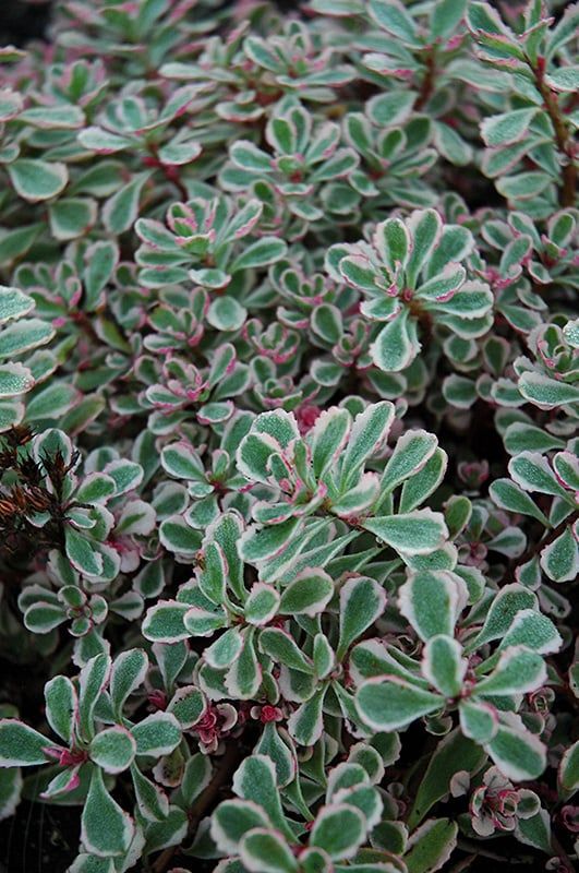 Sedum - Tricolor