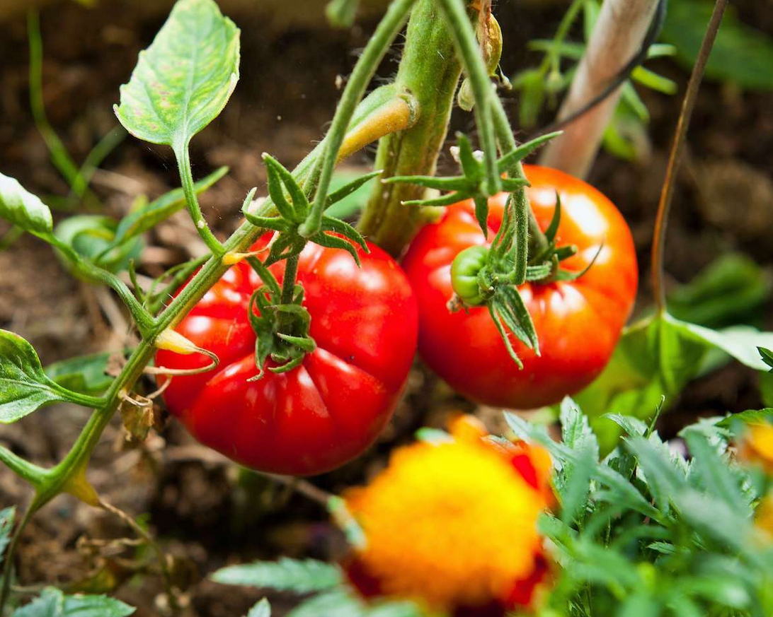 Tomato - Big Beef (6 Pack Large)