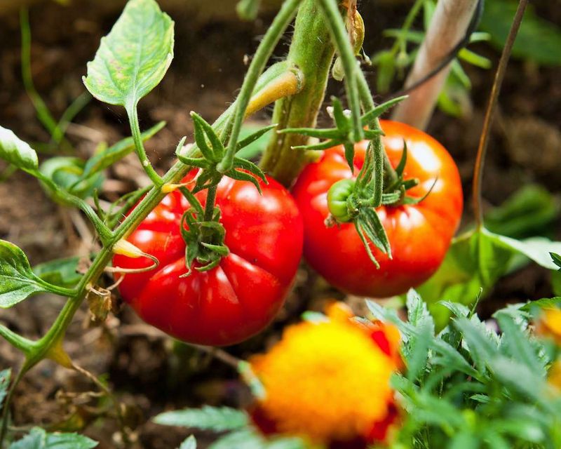 Tomato - Big Beef (6 Pack Large)