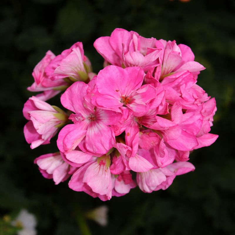 Geranium - Survivor Indigo Sky