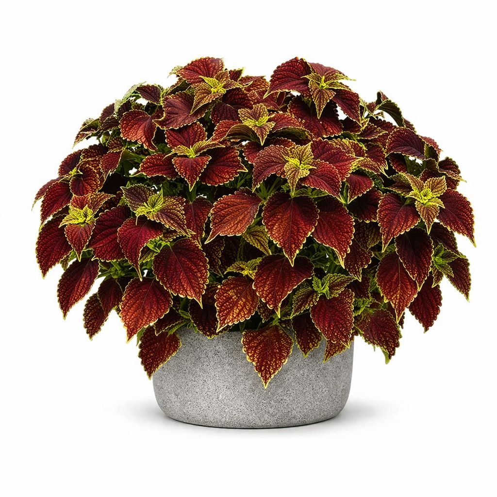 Coleus - Coleosaurus