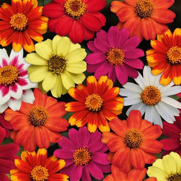 Zinnia - Zahara Mix (6 Pack Regular)