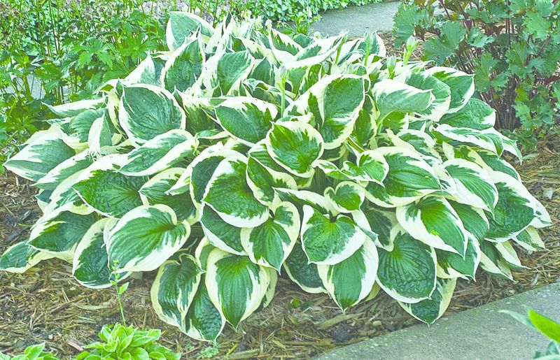 Hosta (Plantain Lily) - Minuteman
