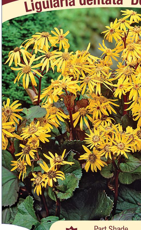 Ligularia dentata (Golden Ray) - Desdemona