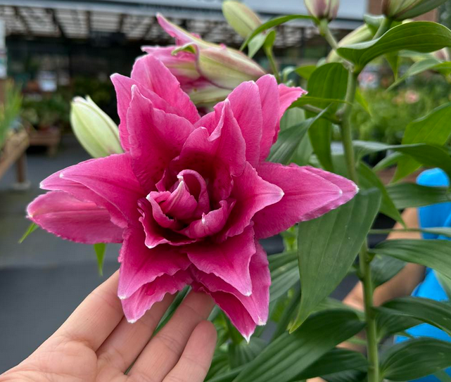 Lilium - Double Oriental Lily - Roselily Esra