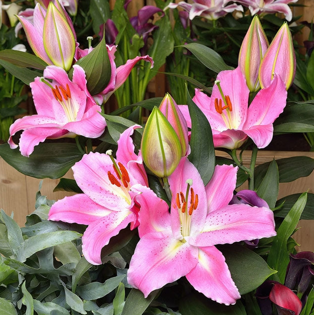 Lilium - Oriental Lily - Sunny Camino