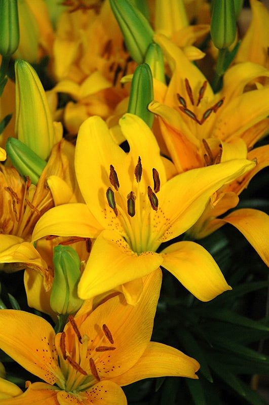 Lilium (Lily) Asiatic - Tiny Bee