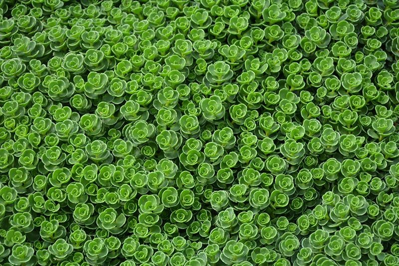 Sedum - John Creech