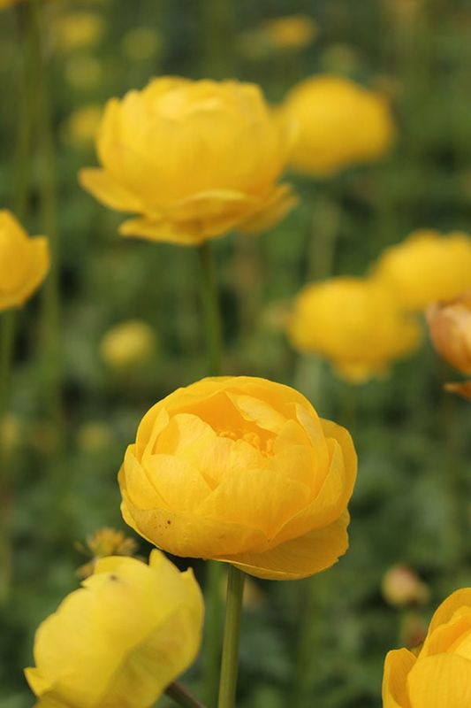 Trollius (Globe Flower) - Lemon Supreme