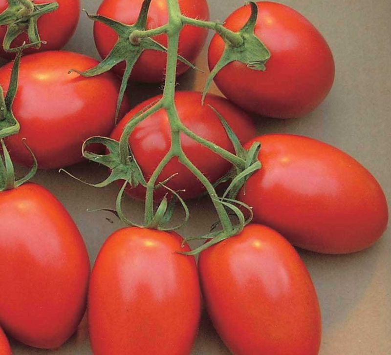 Tomato - Sugar Rush