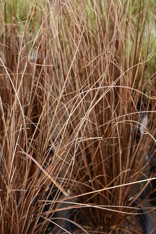 Grass Ornamental - Carex Red Rooster