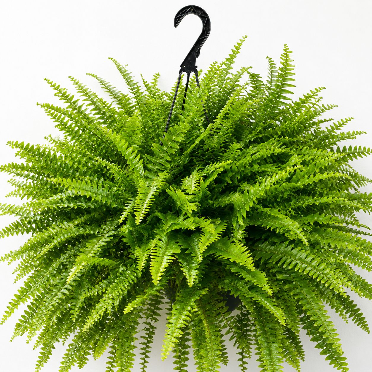 Fern- Boston Nevada- HB- 30cm