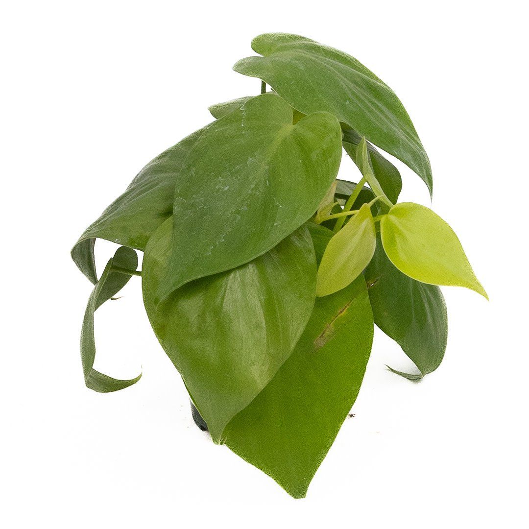 Philodendron - Cordatum Lemon Lime - 4"