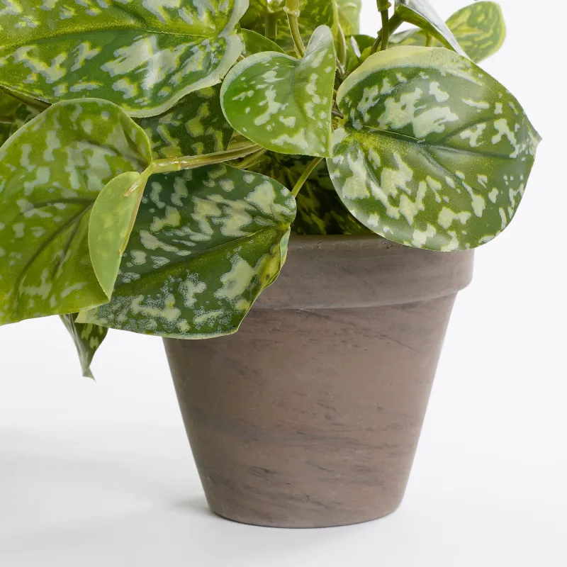 Scindapsus Green in Grey Pot D11.5cm