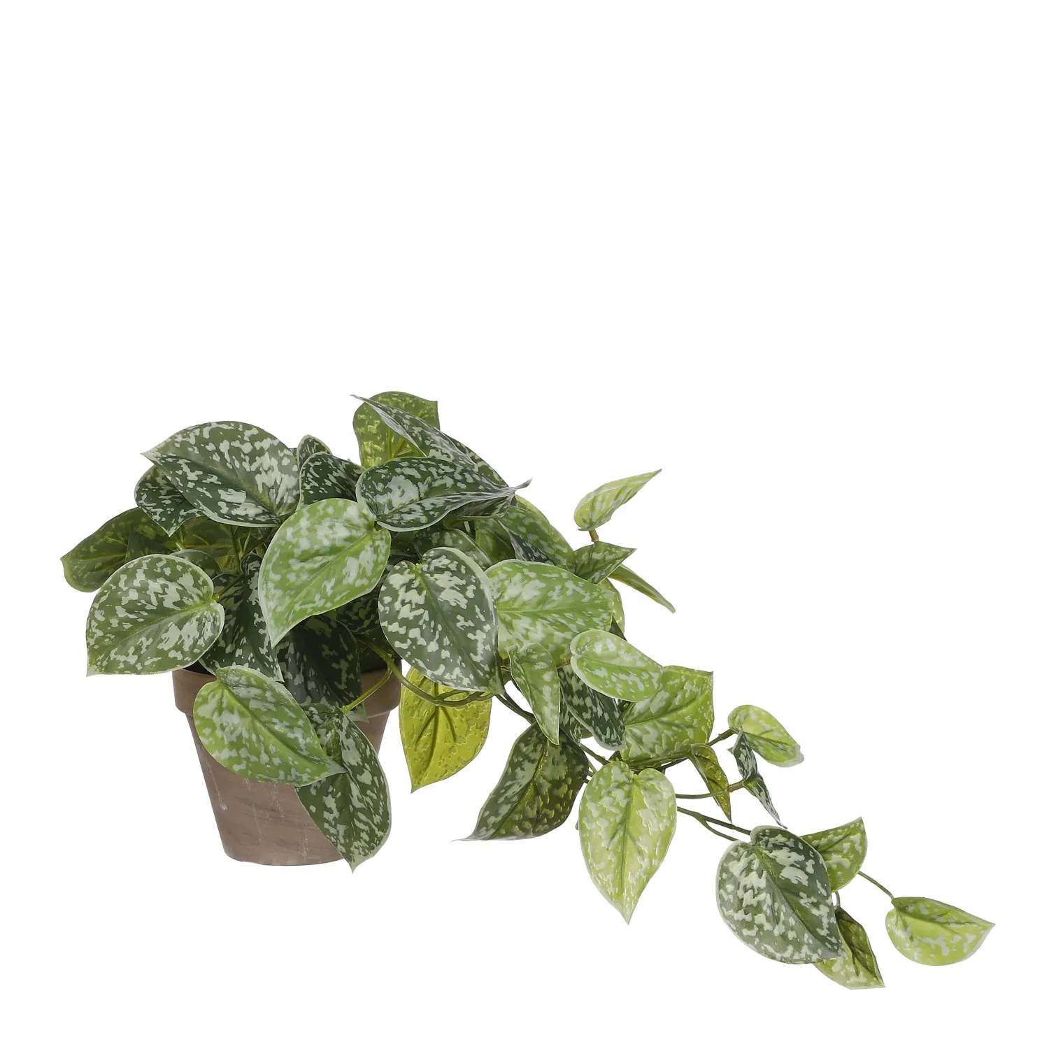 Scindapsus Green in Grey Pot D11.5cm