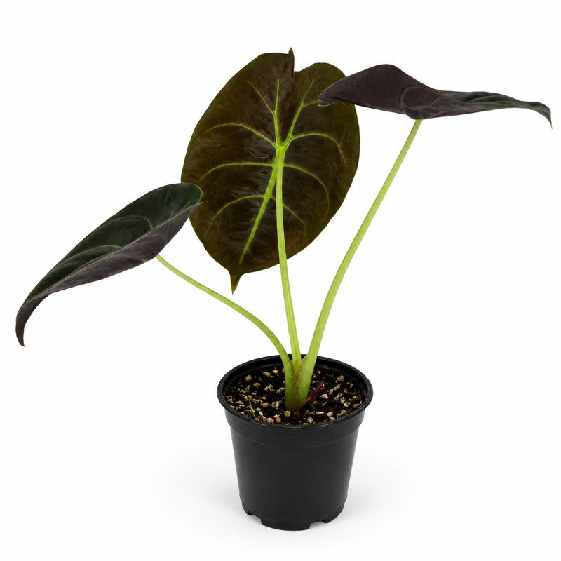 Alocasia in Pot - h40xd35cm