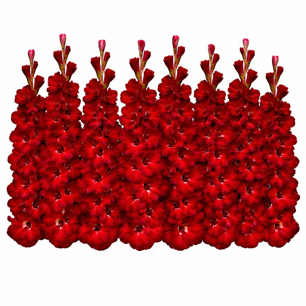 Gladiolus - Cherry Cola - Pack of 8