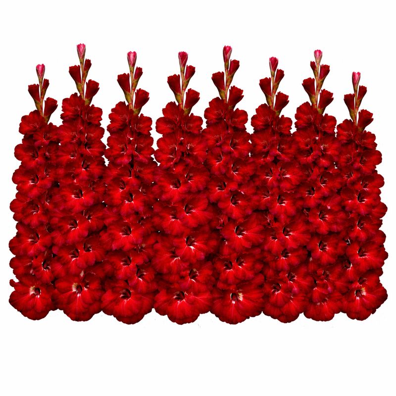 Gladiolus - Cherry Cola - Pack of 8