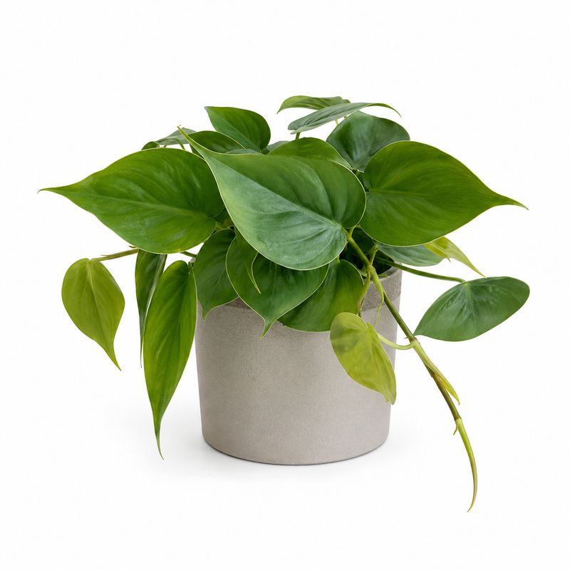 Philodendron Micans - 10cm