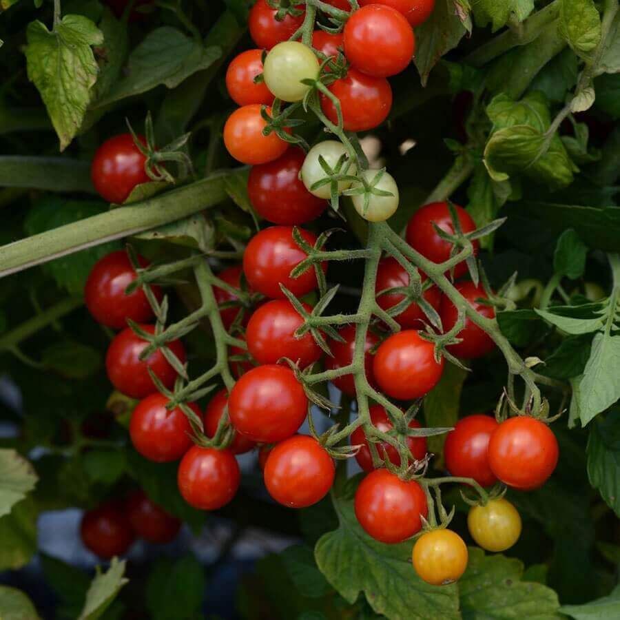 Candyland Red Currant Hybrid Tomato Seed (2317)