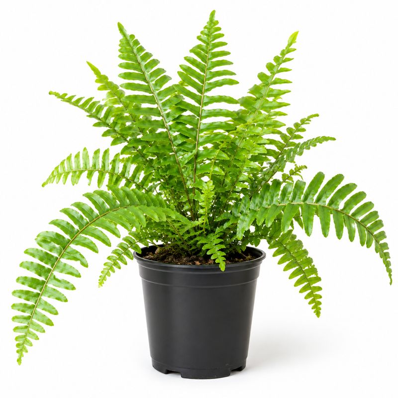 Fern Assorted - 3.5"