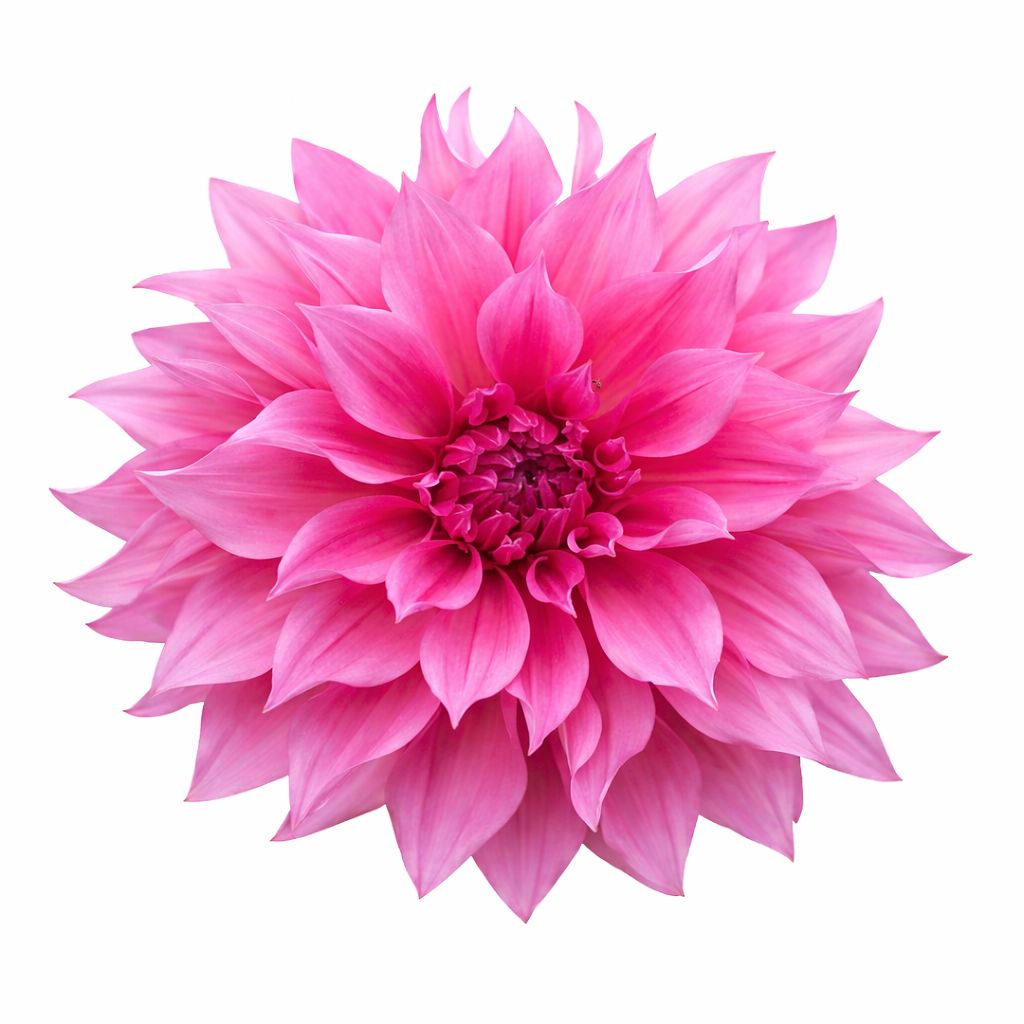 Dahlia - Dinnerplate Cafe au Lait Rose