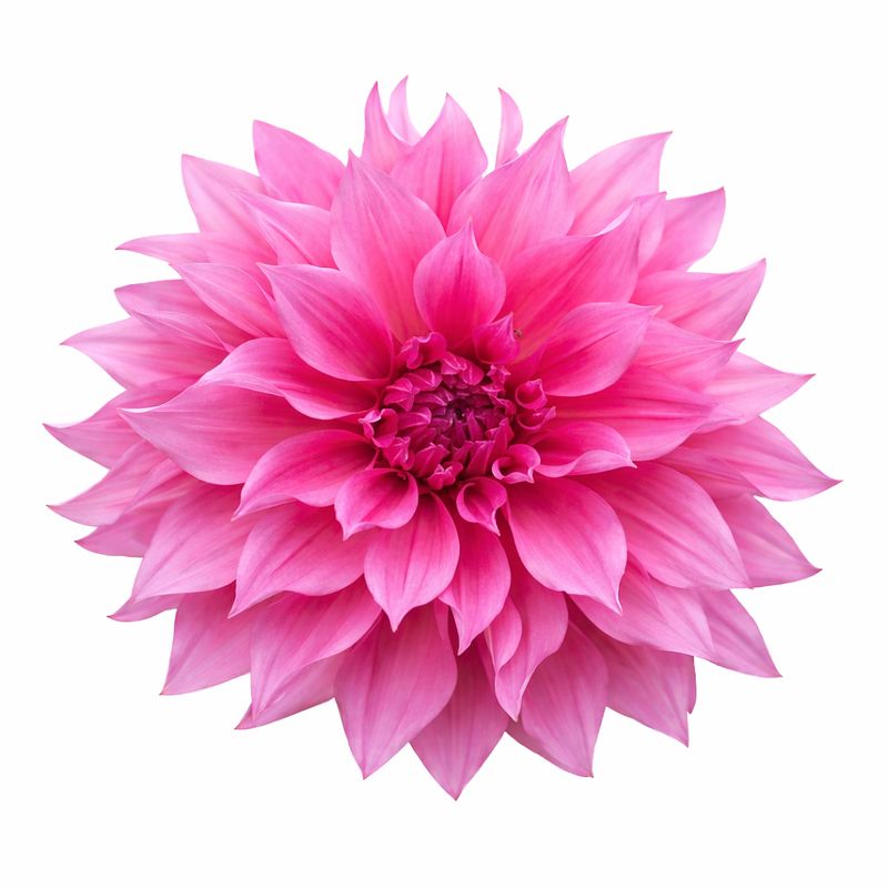 Dahlia - Dinnerplate Cafe au Lait Rose