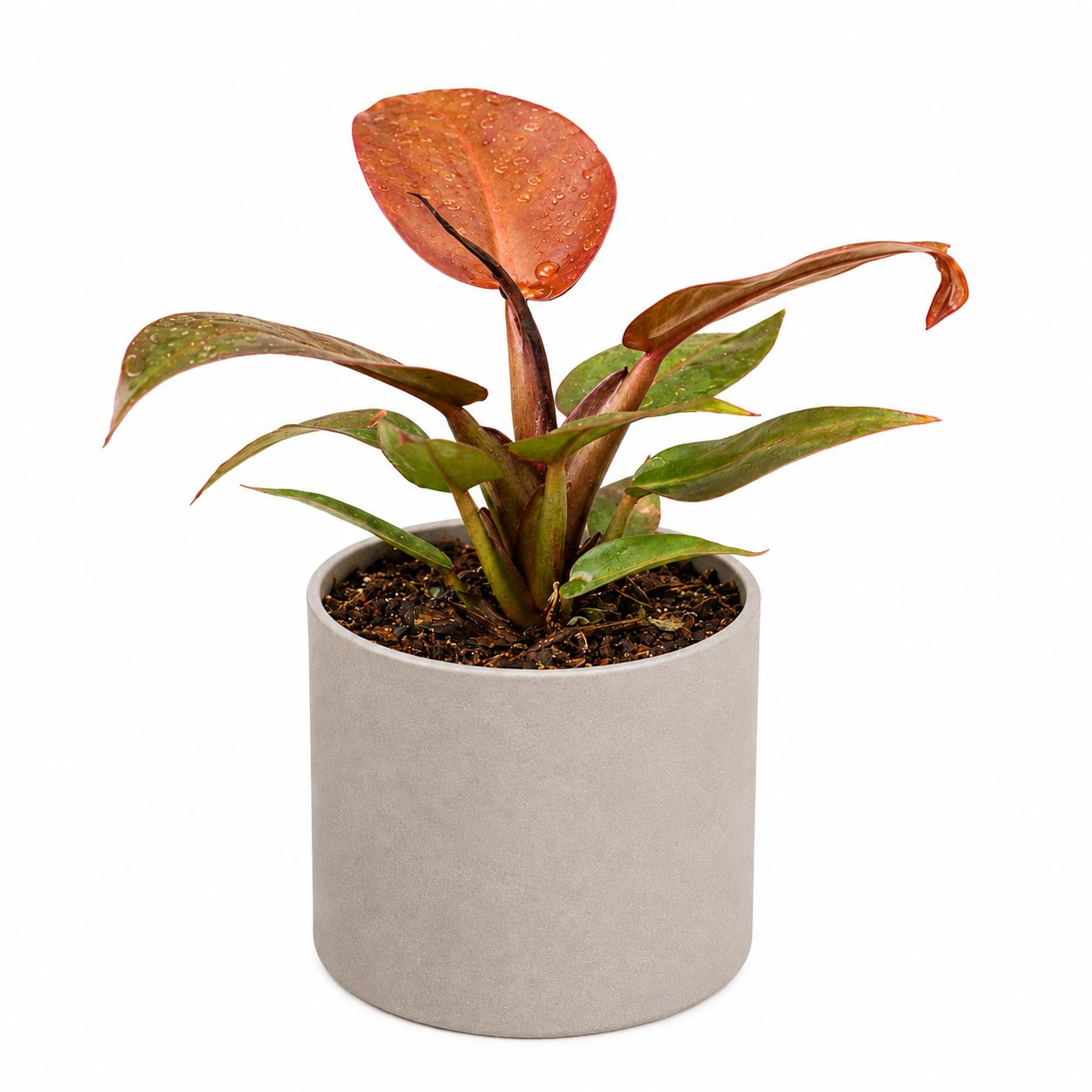 Philodendron Sun Red - 4"