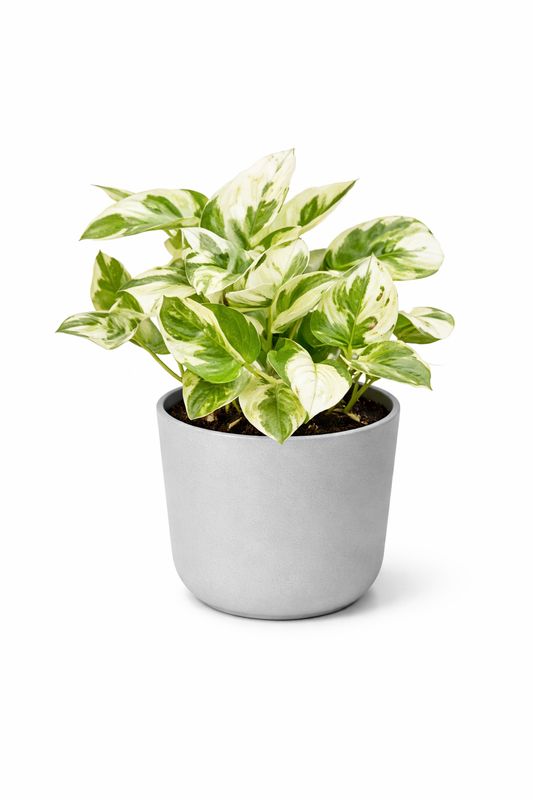 Pearls and Jade Pothos - 4"