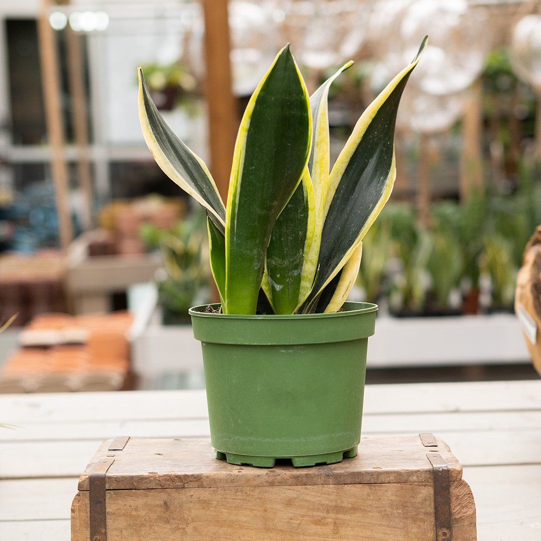 Sanseveria Black Gold - 6"