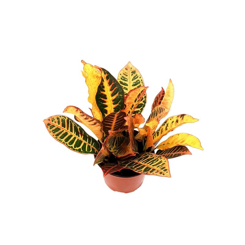 Croton Codiaeum Assorted - 6"