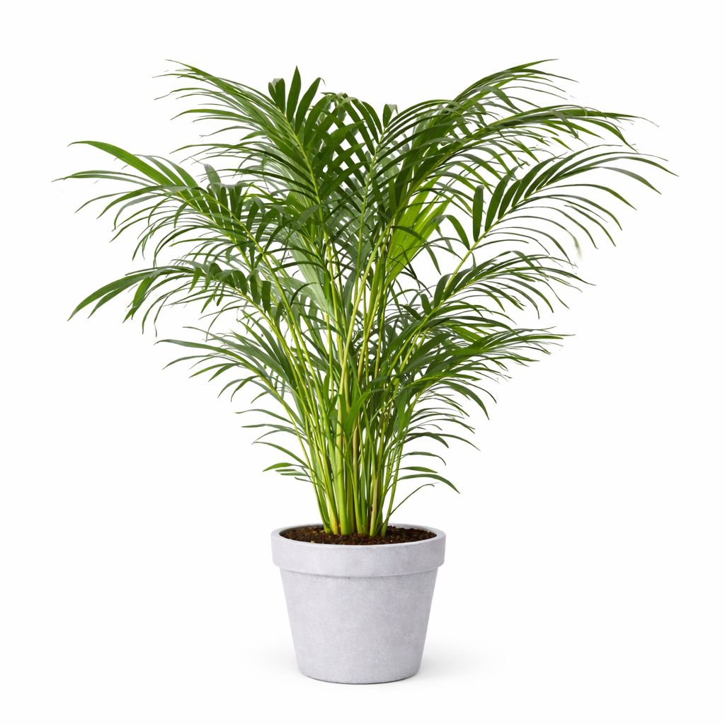 Cat Palm - 10"