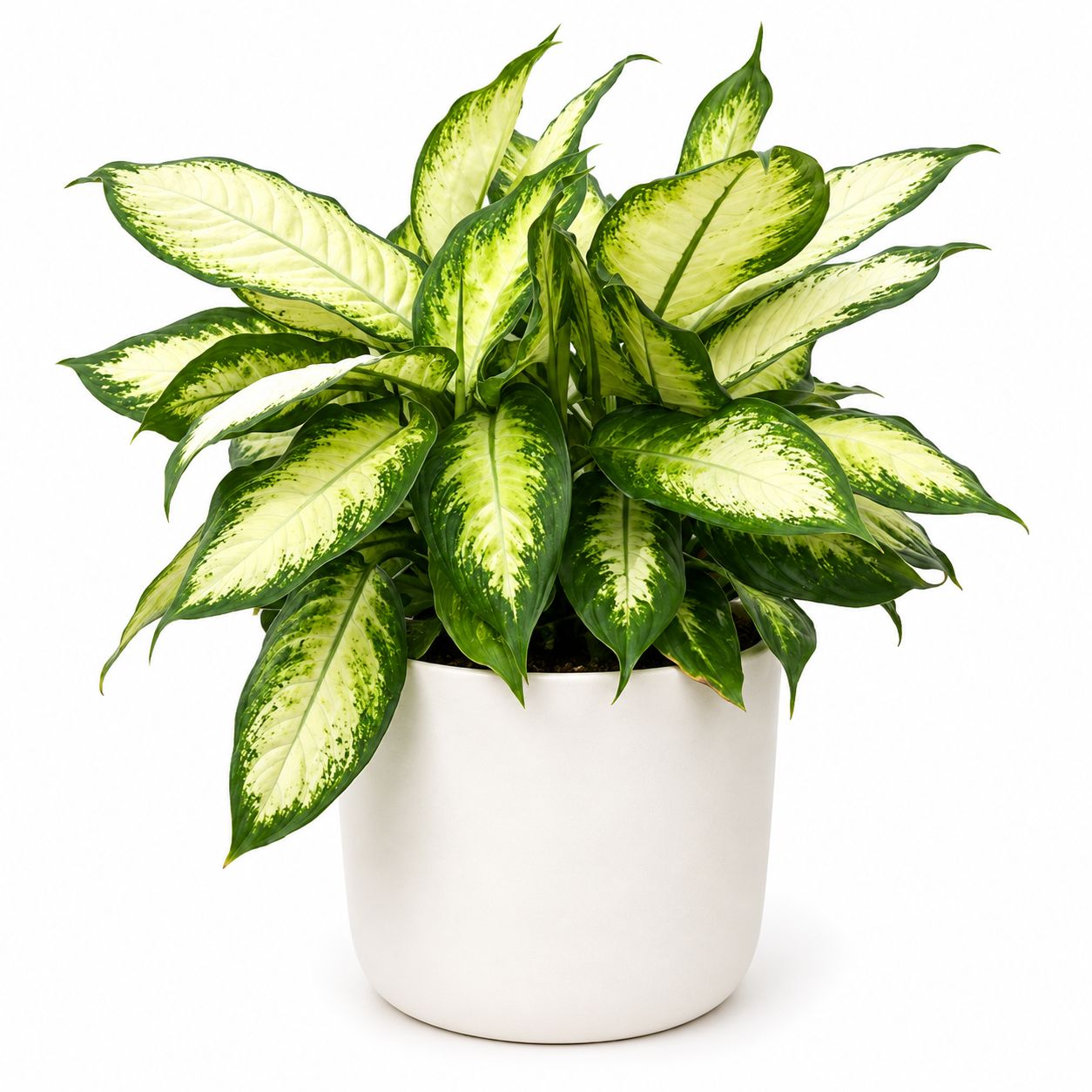 Dieffenbachia - 10"