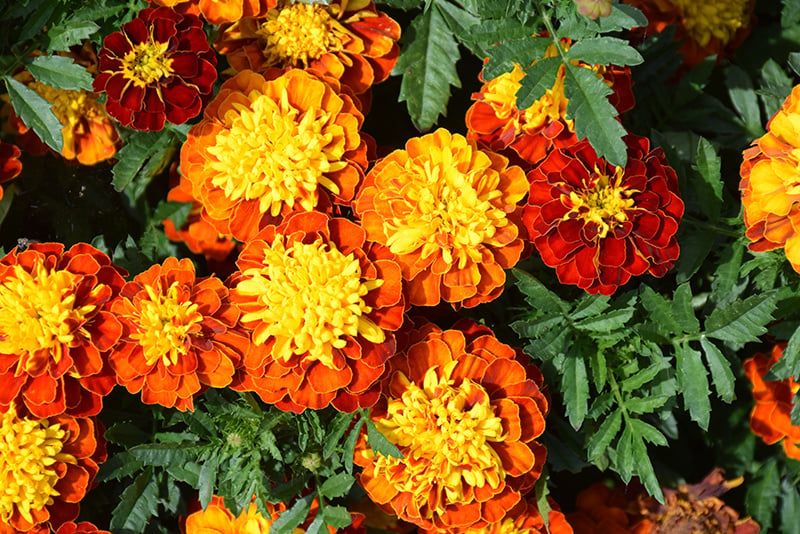 Marigold - French Super Hero Spry (6 Pack Regular)
