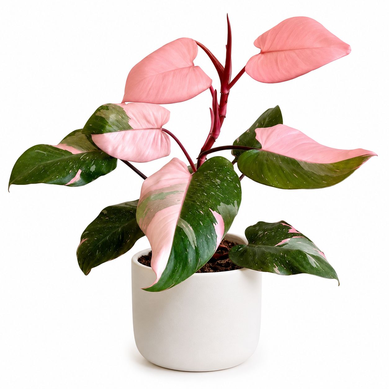 Philodendron Pink Princess - 6"