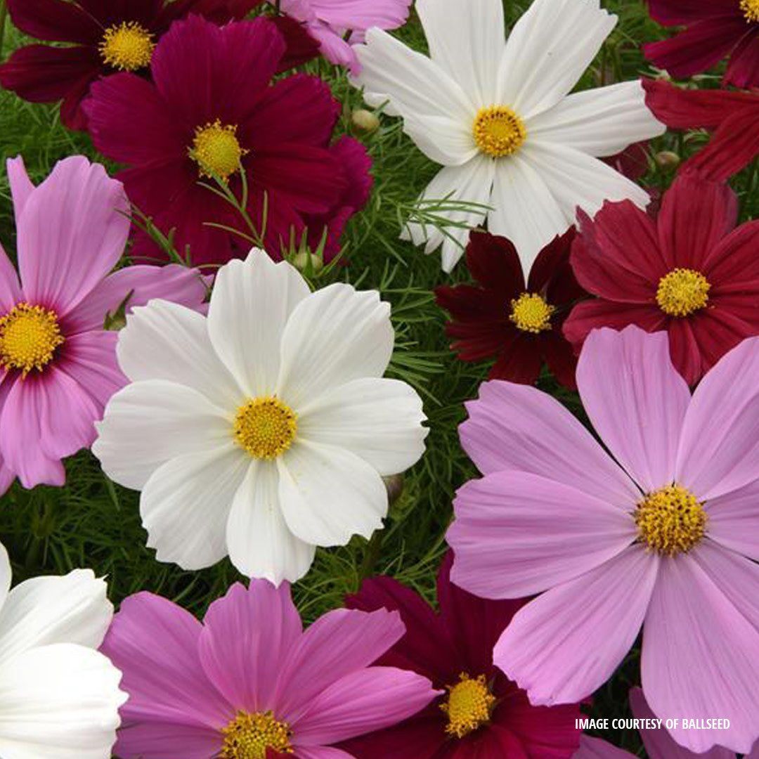 Cosmos - Sonata Classic Mix (6 Pack Regular)