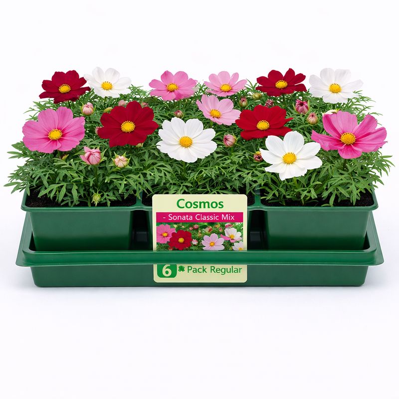 Cosmos - Sonata Classic Mix (6 Pack Regular)