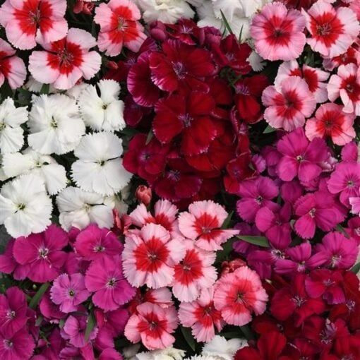 Dianthus - Coronet Mix (6 Pack Regular)
