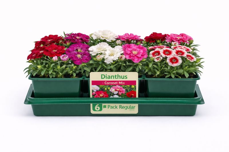 Dianthus - Coronet Mix (6 Pack Regular)