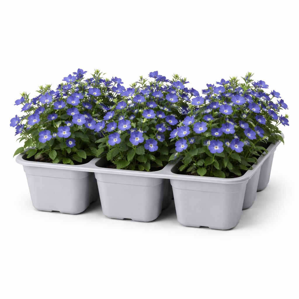 Lobelia - Riviera Marine Blue (6 Pack Regular)