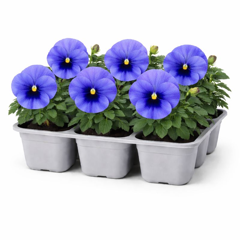 Pansy - Matrix True Blue (6 Pack Regular)